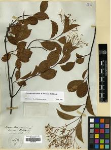Type specimen at Edinburgh (E). Millett, Charles: . Barcode: E00369160.