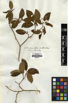 Type specimen at Edinburgh (E). Beechey's Voyage [Collectors: Lay & Collie]: . Barcode: E00369162.