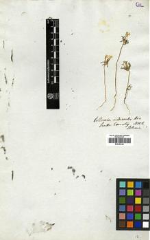 Type specimen at Edinburgh (E). Tolmie, William: . Barcode: E00369163.