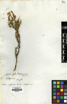Type specimen at Edinburgh (E). Douglas, David: . Barcode: E00369164.