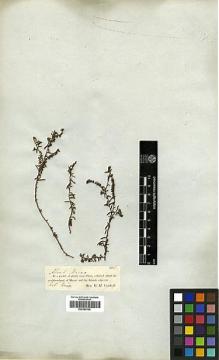Type specimen at Edinburgh (E). Vachell, George: 286. Barcode: E00369168.