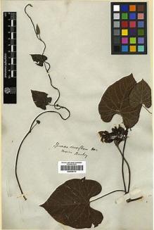 Type specimen at Edinburgh (E). Beechey's Voyage [Collectors: Lay & Collie]: . Barcode: E00369173.