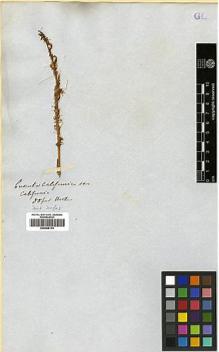 Type specimen at Edinburgh (E). Douglas, David: . Barcode: E00369174.