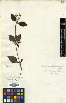 Type specimen at Edinburgh (E). Beechey's Voyage [Collectors: Lay & Collie]: . Barcode: E00369182.