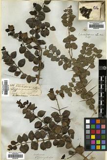 Type specimen at Edinburgh (E). Mathews, Andrew: 236. Barcode: E00369183.