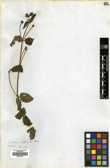 Type specimen at Edinburgh (E). Beechey's Voyage [Collectors: Lay & Collie]: . Barcode: E00369186.