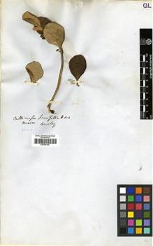 Type specimen at Edinburgh (E). Beechey's Voyage [Collectors: Lay & Collie]: . Barcode: E00369190.