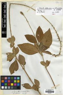 Type specimen at Edinburgh (E). Beechey's Voyage [Collectors: Lay & Collie]: . Barcode: E00369197.