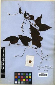Type specimen at Edinburgh (E). Beechey's Voyage [Collectors: Lay & Collie]: . Barcode: E00369199.