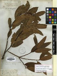 Type specimen at Edinburgh (E). Beechey's Voyage [Collectors: Lay & Collie]: . Barcode: E00369202.
