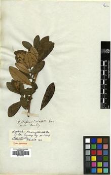 Type specimen at Edinburgh (E). Beechey's Voyage [Collectors: Lay & Collie]: . Barcode: E00369204.
