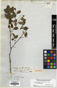Type specimen at Edinburgh (E). Beechey's Voyage [Collectors: Lay & Collie]: . Barcode: E00369206.