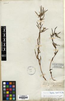 Type specimen at Edinburgh (E). Vachell, George: 241. Barcode: E00369208.