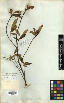 Type specimen at Edinburgh (E). Millett, Charles: . Barcode: E00369212.