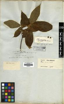 Type specimen at Edinburgh (E). Millett, Charles: . Barcode: E00369213.