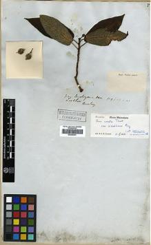 Type specimen at Edinburgh (E). Beechey's Voyage [Collectors: Lay & Collie]: . Barcode: E00369214.