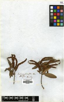 Type specimen at Edinburgh (E). Beechey's Voyage [Collectors: Lay & Collie]: . Barcode: E00369216.