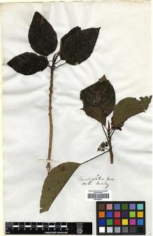 Type specimen at Edinburgh (E). Beechey's Voyage [Collectors: Lay & Collie]: . Barcode: E00369217.