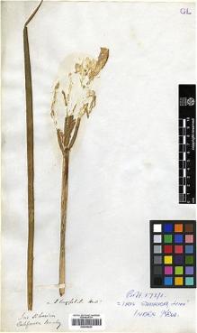 Type specimen at Edinburgh (E). Beechey's Voyage [Collectors: Lay & Collie]: . Barcode: E00369223.