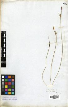 Type specimen at Edinburgh (E). Beechey's Voyage [Collectors: Lay & Collie]: . Barcode: E00369233.