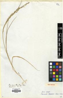 Type specimen at Edinburgh (E). Beechey's Voyage [Collectors: Lay & Collie]: . Barcode: E00369240.