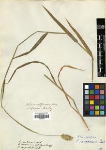 Type specimen at Edinburgh (E). Beechey's Voyage [Collectors: Lay & Collie]: . Barcode: E00369243.