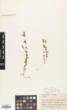 Type specimen at Edinburgh (E). Davis, Peter; Hedge, Ian: D. 27837. Barcode: E00370619.