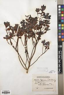 Type specimen at Edinburgh (E). Schweinfurth, George: 622. Barcode: E00371663.