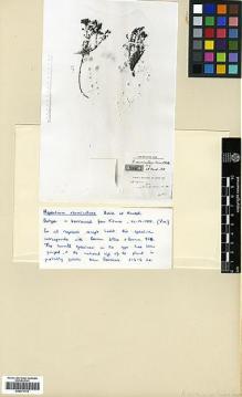 Type specimen at Edinburgh (E). Haussknecht, C.: 168. Barcode: E00371770.