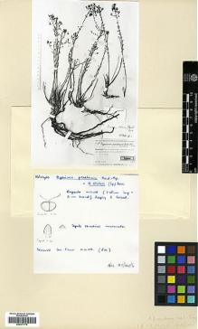 Type specimen at Edinburgh (E). Handel-Mazzetti, Heinrich: 395. Barcode: E00371774.