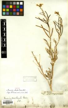 Type specimen at Edinburgh (E). Schimper, Wilhelm: 205. Barcode: E00372199.