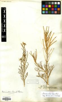 Type specimen at Edinburgh (E). Schimper, Wilhelm: 205. Barcode: E00372202.