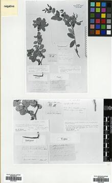 Type specimen at Edinburgh (E). : 11. Barcode: E00373003.