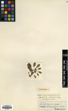 Type specimen at Edinburgh (E). Loher, August: 6187. Barcode: E00373005.