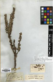 Type specimen at Edinburgh (E). Mathews, Andrew: 1176. Barcode: E00373009.