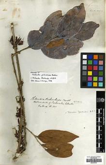 Type specimen at Edinburgh (E). Hartweg, Karl: 1217. Barcode: E00373012.