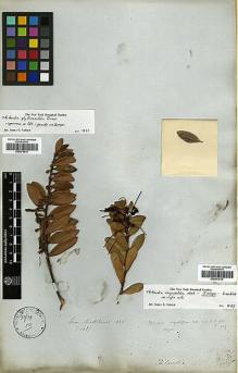 Type specimen at Edinburgh (E). Mathews, Andrew: 1443. Barcode: E00373014.