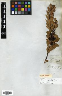 Type specimen at Edinburgh (E). Mathews, Andrew: 1443. Barcode: E00373015.