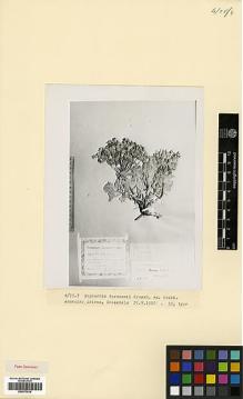 Type specimen at Edinburgh (E). Grossheim, Alexander: . Barcode: E00373018.