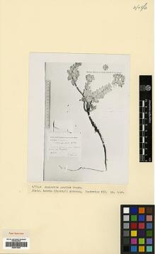 Type specimen at Edinburgh (E). Turkevicz, S.Ju.: 452. Barcode: E00373020.