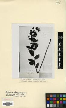 Type specimen at Edinburgh (E). Szovits, A.: . Barcode: E00373021.