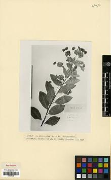 Type specimen at Edinburgh (E). Szovits, A.: . Barcode: E00373022.