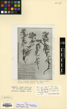 Type specimen at Edinburgh (E). Woronow, Georg: 479. Barcode: E00373024.