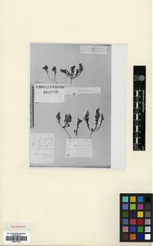 Type specimen at Edinburgh (E). : . Barcode: E00373029.