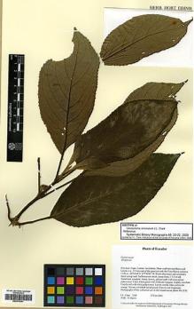 Type specimen at Edinburgh (E). Clark, J.L.: 7300. Barcode: E00373041.