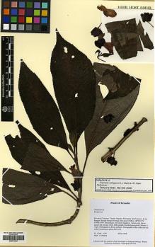 Type specimen at Edinburgh (E). Clark, J.L.: 6126. Barcode: E00373044.