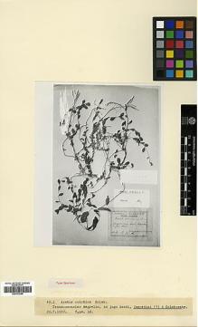 Type specimen at Edinburgh (E). Kolakovsky, A.: . Barcode: E00373046.