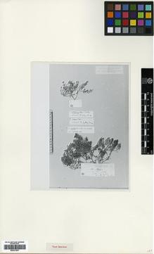 Type specimen at Edinburgh (E). Kotschy, Carl (Karl): 750. Barcode: E00373051.