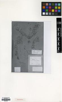 Type specimen at Edinburgh (E). Strauss, Theodor: . Barcode: E00373066.