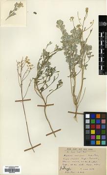 Type specimen at Edinburgh (E). Huber-Morath, Arthur: 12823. Barcode: E00373070.